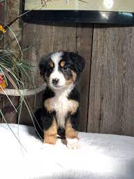 A mix of the border collie and bernese mountain dog, the bordernese manages to offer the best of both breeds. Scott Gallagher On Twitter I Have 5 Puppies For Sale Just In Time For Christmas Four Boys And One Girl Border Collie And Bernese Mountain Dog Mix Dm For More