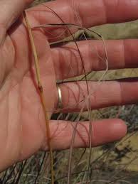 Image result for Cymbopogon pospischilii