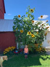 Profile for Stein Farms