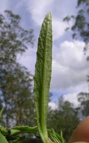 Image result for Senecio madagascariensis