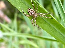Image result for Arachniodes webbiana