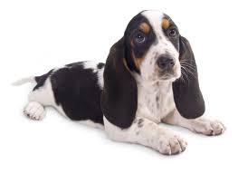 We want to cuddle with all of them. 1 Basset Hound Puppies For Sale By Uptown Puppies