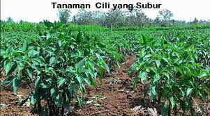 For your search query vlog 1 tanam cili centil atas tanah depan kawasan rumah penyediaan tapak dan jarak tanaman part1 mp3 we have found 1000000 songs matching your query but showing only top 20 results. Anim Agro Technology Tanaman Cili Ada Ancaman Perosak