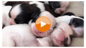 They are believed to have stemmed from the mating of the pekingese. 2 Week Old Shih Tzu Puppies Sleeping Shih Tzu Daily