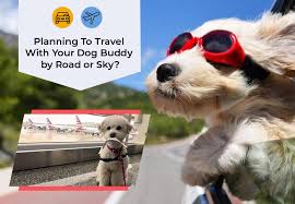 Planning To Travel With Your Dog Buddy By Road Or Sky