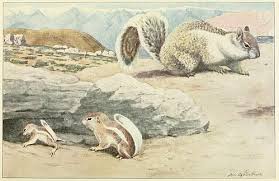 Ground squirrels are native to california, but they have no protections. Natural History Of The Ground Squirrels Of California Desert Antelope Ground Squirrel Wikisource The Free Online Library