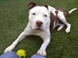 See photos of available pets and visit us today. Nyc Animal Shelters Offering Dogs For A Day To Encourage Pup Adoptions New York Daily News