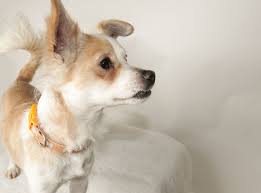 Titan's adoption journey, two and a half years in the making. Pin On Adoptable Dogs