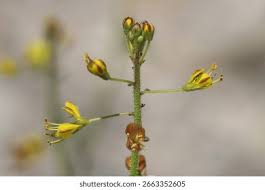 Image result for Cleomaceae