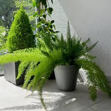 Image result for Asparagus schroederi