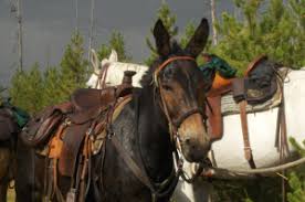 Camping In Yellowstone What To Pack Rockin Hk Outfitters Montana