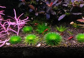 Image result for Eriocaulon africanum