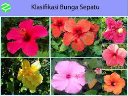 Check spelling or type a new query. Penjelasan Dan Klasifikasi Bunga Sepatu Lengkap Dengan Gambar