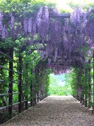 Gardening Carrots When To Harvest Your Gardening Angel Amvic Silverboard Gardening Centre Near Meaning In Hindi Gilm Beautiful Gardens Plants Dream Garden