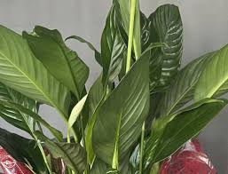 Daryl Lynn Lusk Obituary December 11, 2024