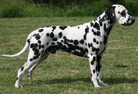 dalmacyali ozellikleri ve bakimi