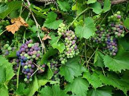 Check spelling or type a new query. Michigan Grape Scouting Report July 29 2020 Grapes