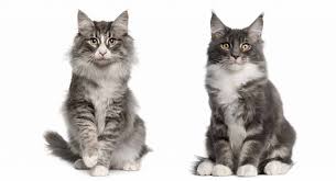 Sale of maine coon kittens at competitive prices. Maine Coon Norwegian Forest Cat Mix A Killer Combination