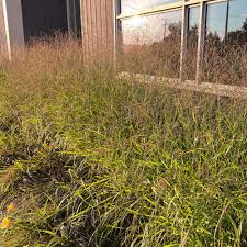 Image result for Aizoon virgatum