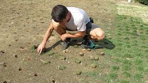 Maybe you would like to learn more about one of these? How To Plant Zoysia Grass Plugs With Video Proplugger