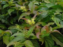20 seeds at the best online prices at ebay! Diervilla Pruning Winter Care And Fertilizing Hawks Landscape Inc