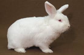 New Zealand Rabbit Breed Information And Pictures Petguide Com