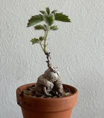 Image result for Cyphostemma adenocaule