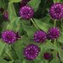 Profile Picture of Lil' Forest™ Plum Bachelor Button (Gomphrena hybrid) (@provenwinnersdirect.com) on Google