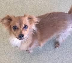 Maybe you would like to learn more about one of these? Lacy Pomeranian Adult Adoption Rescue For Sale In Flower Mound Texas Classified Americanlisted Com