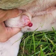 Image result for Urethral Prolapse