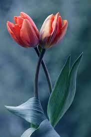 Tulipa Tulips Flowers Flowers Tulips