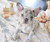 The puppies are two months old. Such A Pretty Face New Pics Of Tippie French Bulldog Puppies Bulldog Puppies Grey French Bulldog Puppy