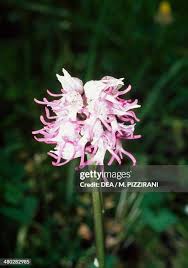 68 Monkey Orchid Stock Photos, High-Res ...