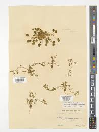 Image result for Medicago laciniata