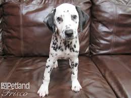 Thinking about getting a dalmatian puppy? Dalmatian Puppies Petland Frisco Tx