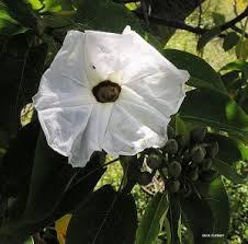 Image result for Antidesma vogelianum