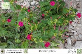 Die mirabilis jalapa, so ist die botanische bezeichnung. Wunderblume Mirabilis Jalapa Fesaja Versand