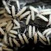 Reach out to e n vironmental pest management. Https Encrypted Tbn0 Gstatic Com Images Q Tbn And9gcqwvrr57w9w4c Srh21pi1svpvjdxp0hpb9btwcdgkoe26jqcgd Usqp Cau