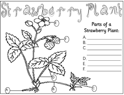 Parts Of A Strawberry Plant Parts Of A Flower Plants Worksheets Strawberry Plants