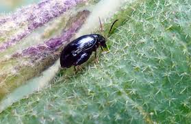Many people think that tiny black bugs on bed sheets prefer living in beds where adequate cleanliness is not maintained. How To Identify And Stop Tomato Pests In Their Tracks
