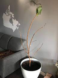 Water and move to the highest light you have and wait. My Rubber Plant Lost All Its Leaves Can It Be Saved Gardening Landscaping Stack Exchange
