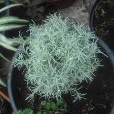 Ziola Z Odleglych Krain Styczen 2012 Plantas