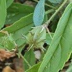 Image result for Hermannia kirkii