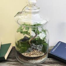 If this is an indoor terrarium, you will need to pick a tropical tree, and you will need to keep it in it's pot (or it will cease to be a bonsai). Care Instructions For Bonsai Jarijungle Terrarium