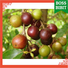 Tanaman buah naga juga termasuk salah satu tanaman yang cepat berbuah dan mudah dalam perawatannya. Bibit Rukem Pohon Tanaman Buah Super Unggul Cepat Berbuah Bb Shopee Indonesia