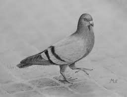 Pencil Drawings Gallery 2015 Pencil Drawings Bird Pencil Drawing Realistic Pencil Drawings