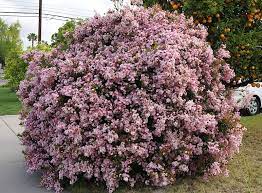 Pictures Of Flowers Indian Hawthorn Shrubs For Landscaping Perennial Shrubs Perennial Garden Plans