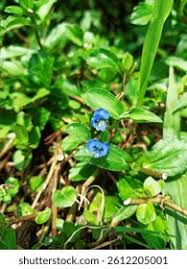 Image result for Commelina reptans