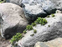 With the added humidity, the rock becomes feeble, thus allowing the rock to ware away due to the growth of the organism. How Do You Speed Up Moss Growth How To Make Moss Grow Faster Moss Lovers