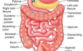 The Small Intestine Part 4 Of The 5 Phases Of Digestion Intestines Anatomy Images Intestines Anatomy